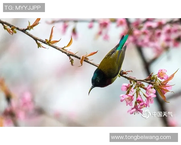 樱花与鸟栖激战正酣直播盛况回顾与精彩瞬间分享 樱花与鸟栖激战正酣直播盛况回顾与精彩瞬间分享